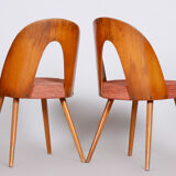 Pair of Mid Century chairs made in 1950s Czechia, designed by Antonín Šuman