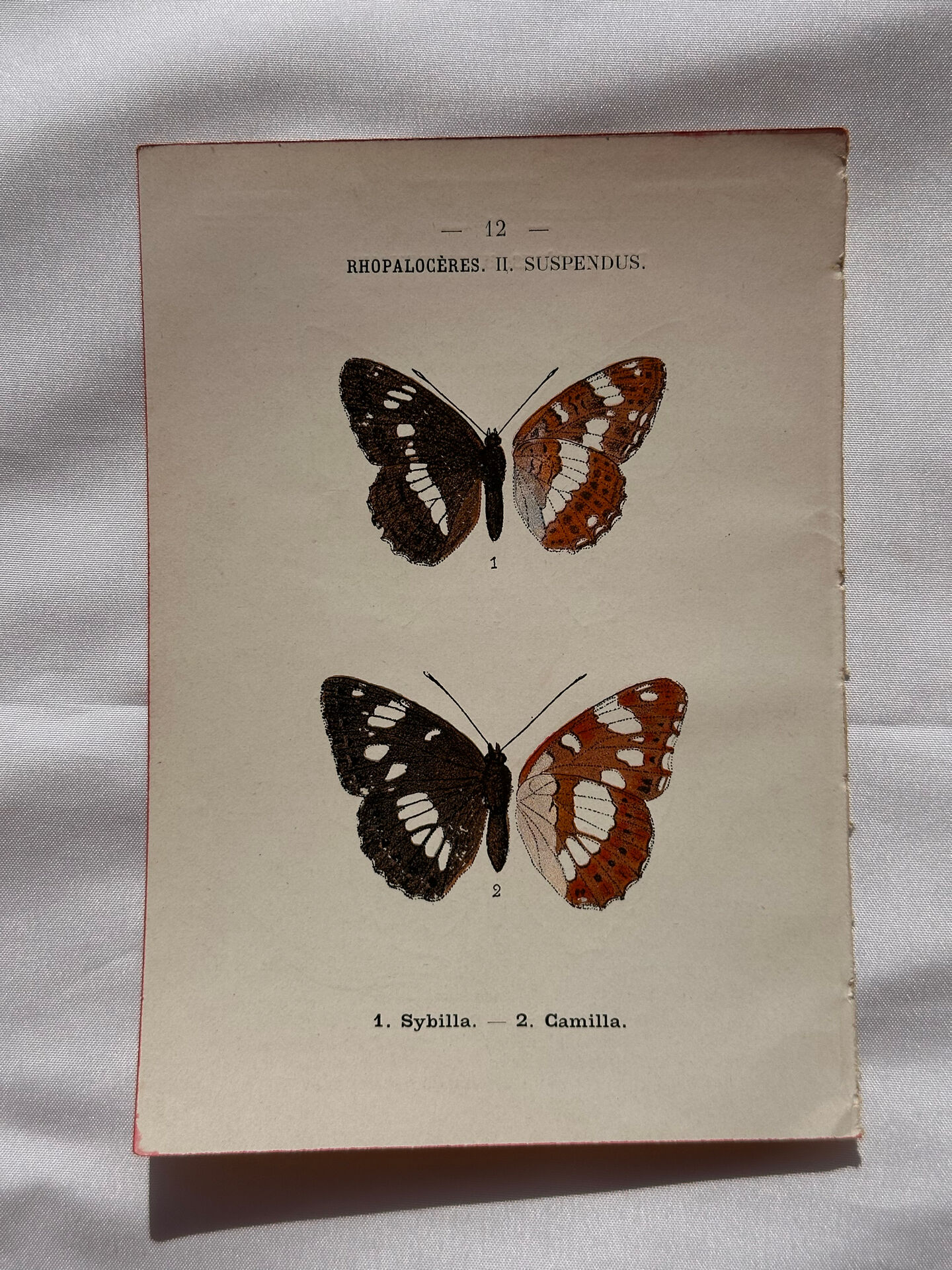 Botanical Plate 1800 Old naturalist engraving 19th century double-sided