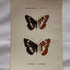 Botanical Plate 1800 Old naturalist engraving 19th century double-sided