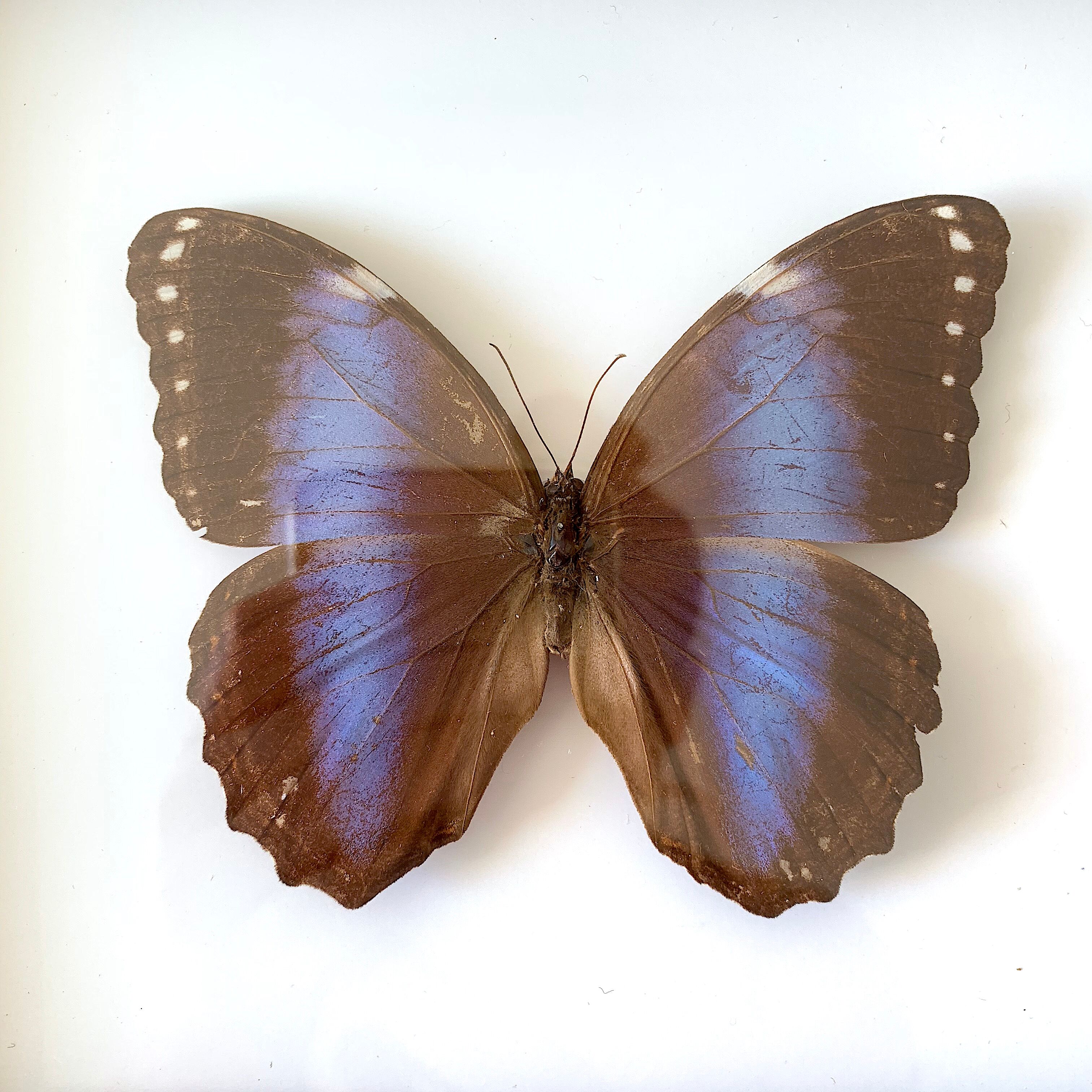Naturalized butterfly frame