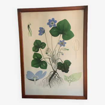 Botanical board/poster signed under frame