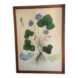 Signed botanical plate/poster under frame