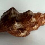 Filifusus shell