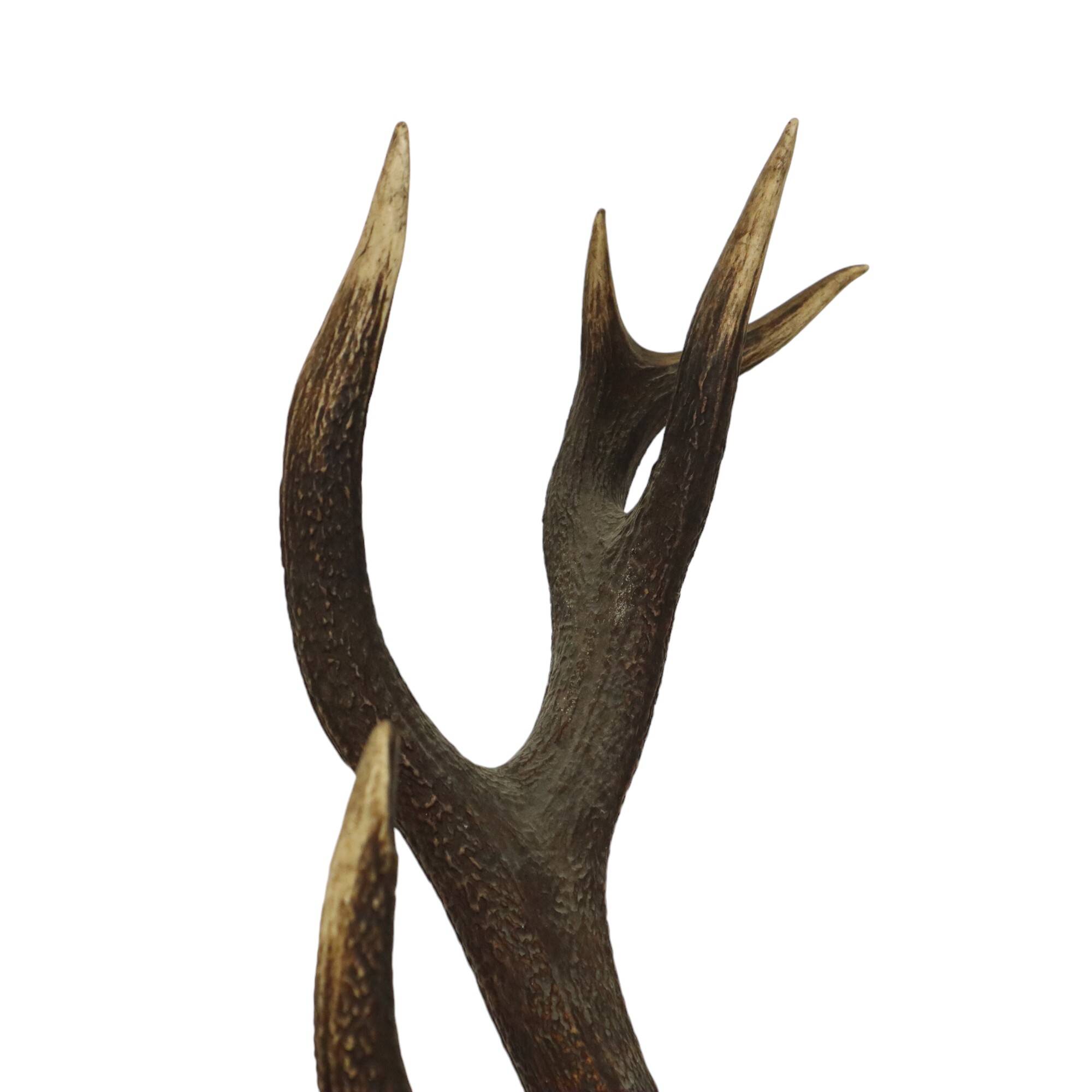 Old Deer Head Mounted Red Deer with Antlers 14-Ender Taxidermy Trophy