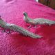 Two silver pheasants