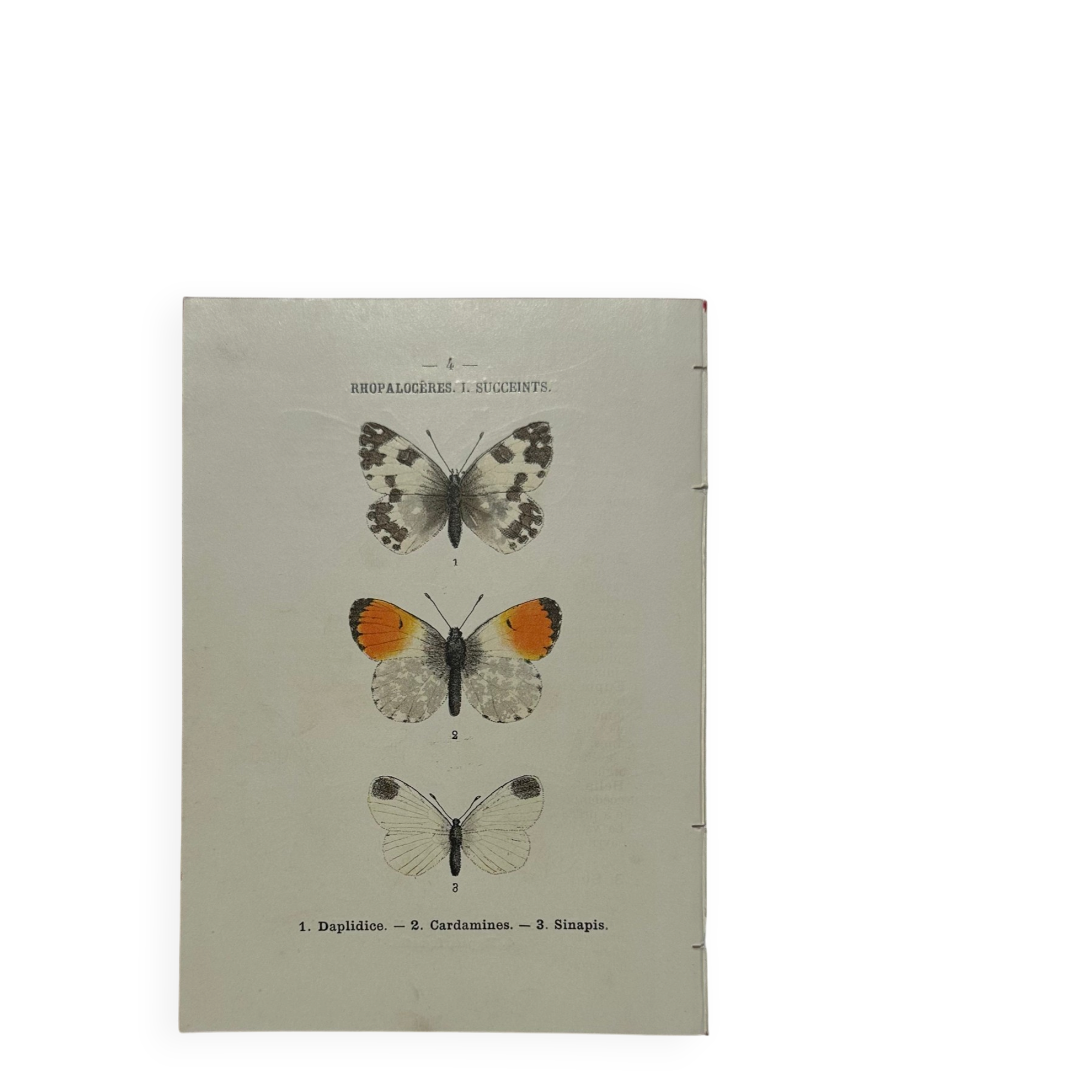 Butterfly engraving botanical plate naturalist science