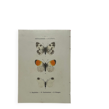 Butterfly engraving botanical plate naturalist science