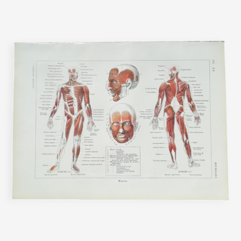 Lithograph on muscles from 1920