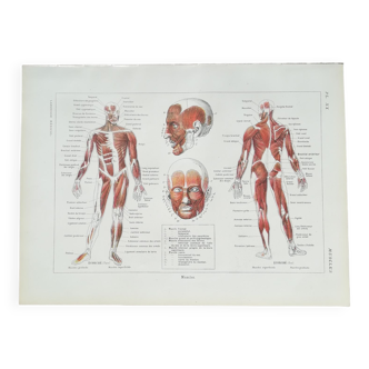 Lithographie sur les muscles de 1920