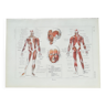 Lithographie sur les muscles de 1920