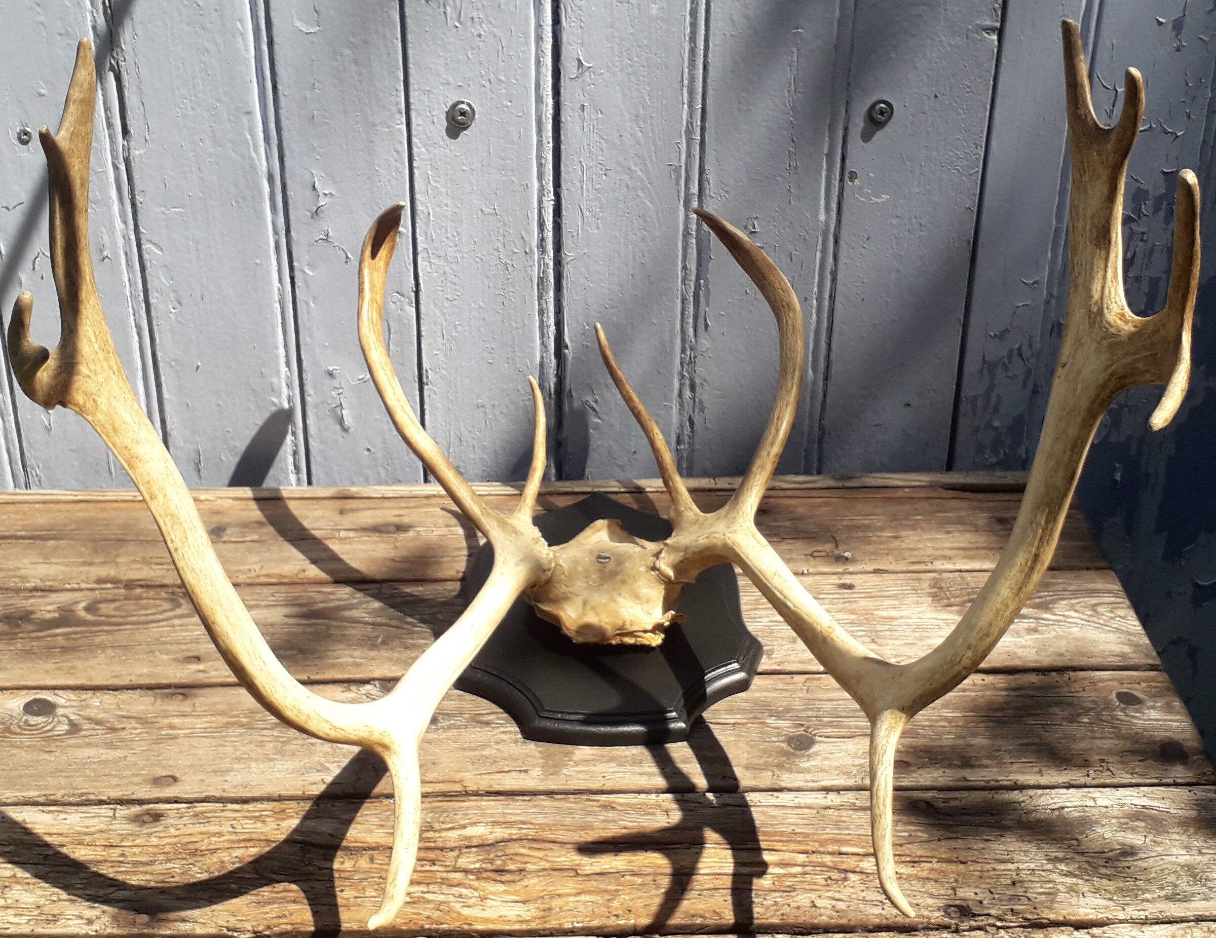 Reindeer massacre