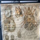 Pfurtscheller zoological map poster