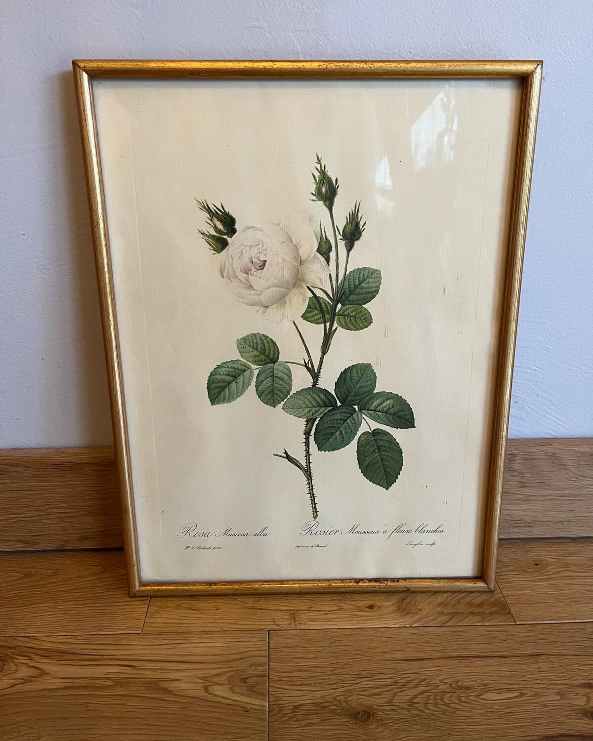 Set of 3 engravings of roses - P.J Redouté