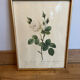 Set of 3 engravings of roses - P.J Redouté
