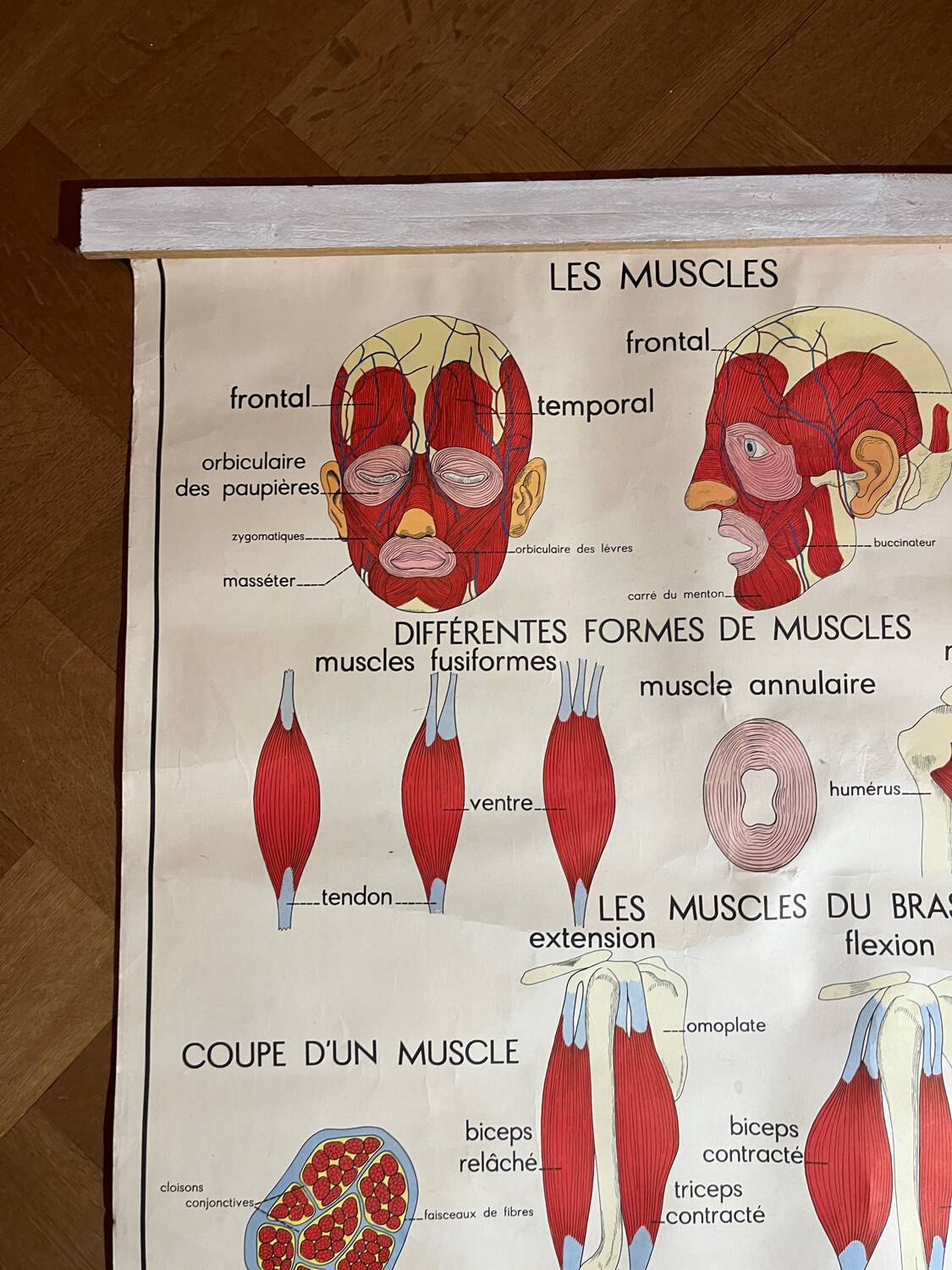 Display nightingale the muscles