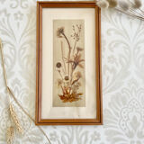 Vintage wood frame dried flowers under glass