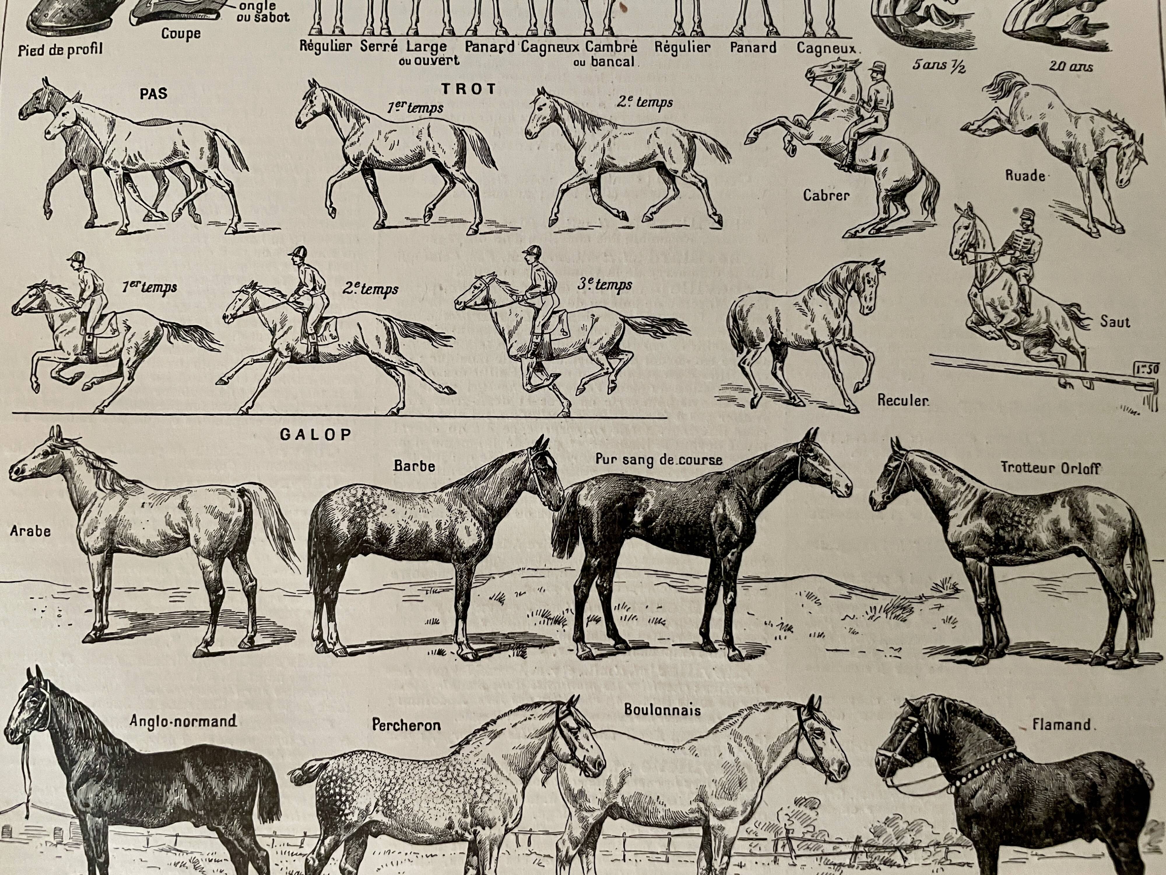 Lithograph on the horse - 1900