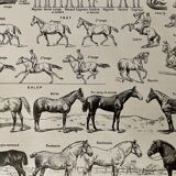Lithograph on the horse - 1900