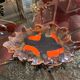 Fruit cup Vallauris .41 cm . Vintage 60'
