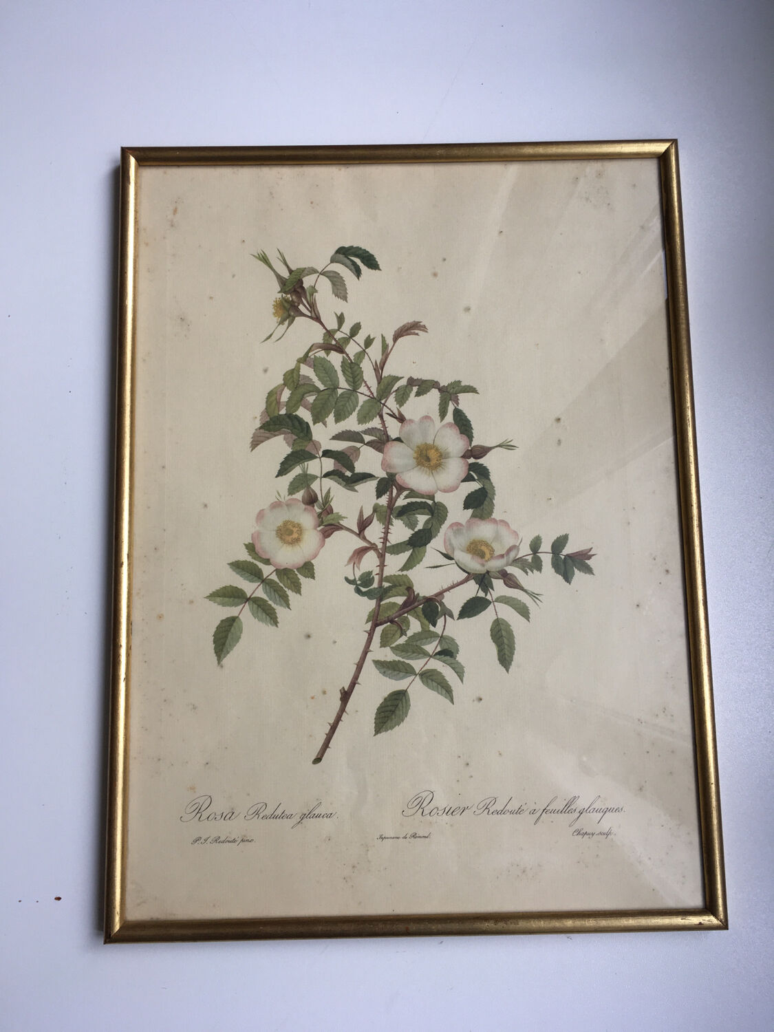 Naturalistic drawing Old Rose .