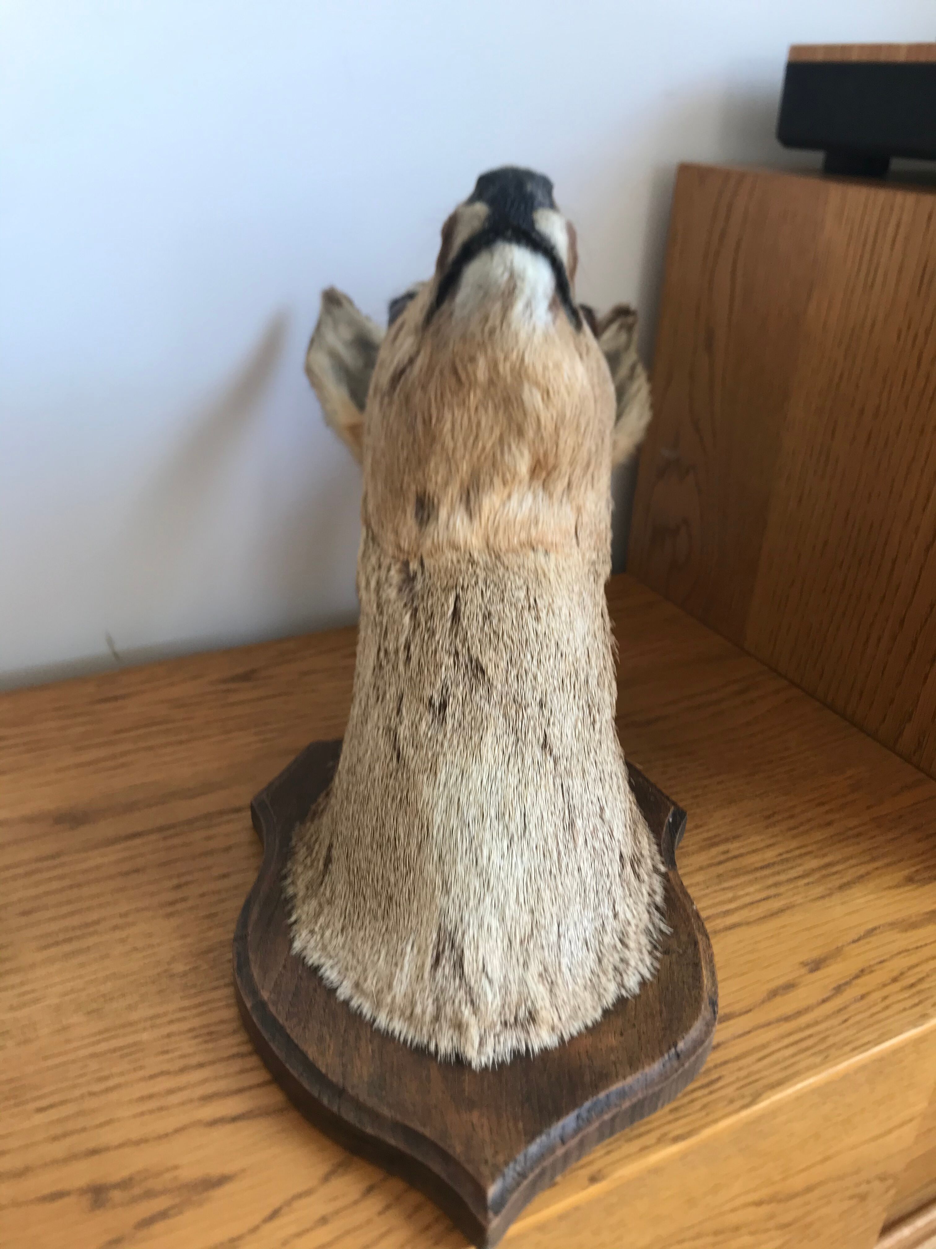 Taxidermy deer head