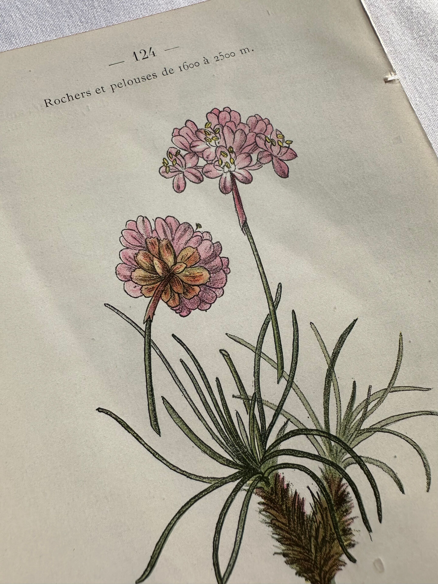 Naturalist Plate – 19th Century Botanical Engraving, Double-Sided