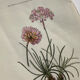 Naturalist Plate – 19th Century Botanical Engraving, Double-Sided