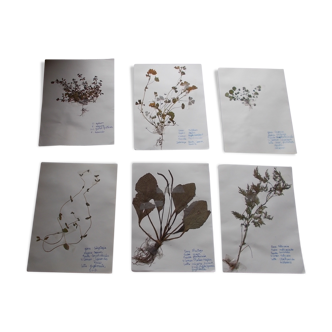 Set of 6 herbarium plates no.3