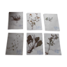 Set of 6 herbarium plates no.3