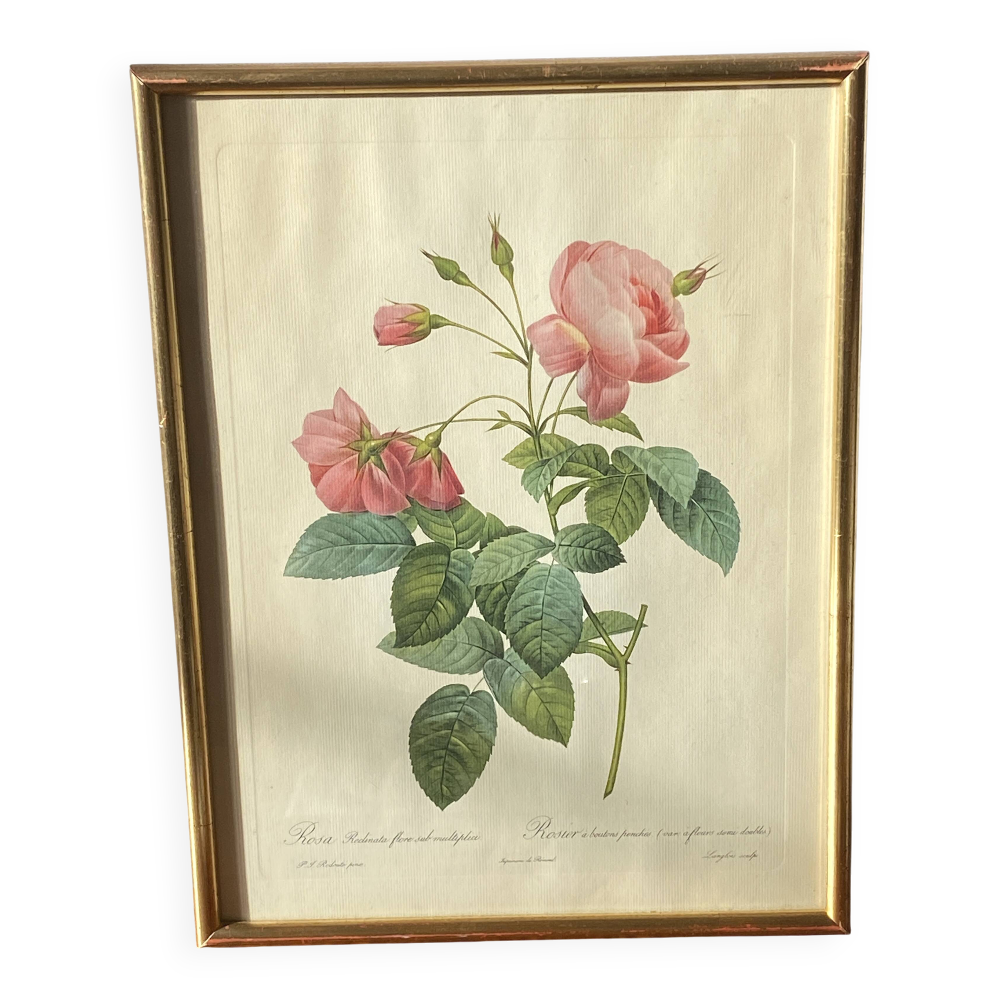 Large Plate / Botanical engraving of old roses by Redouté
