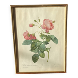 Large Plate / Botanical engraving of old roses by Redouté