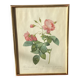 Grande Planche / Gravure botanique de roses anciennes par Redouté