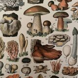 Lithograph mushrooms of the New Larousse Illustrated 1897 (2)