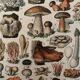 Lithograph mushrooms of the New Larousse Illustrated 1897 (2)