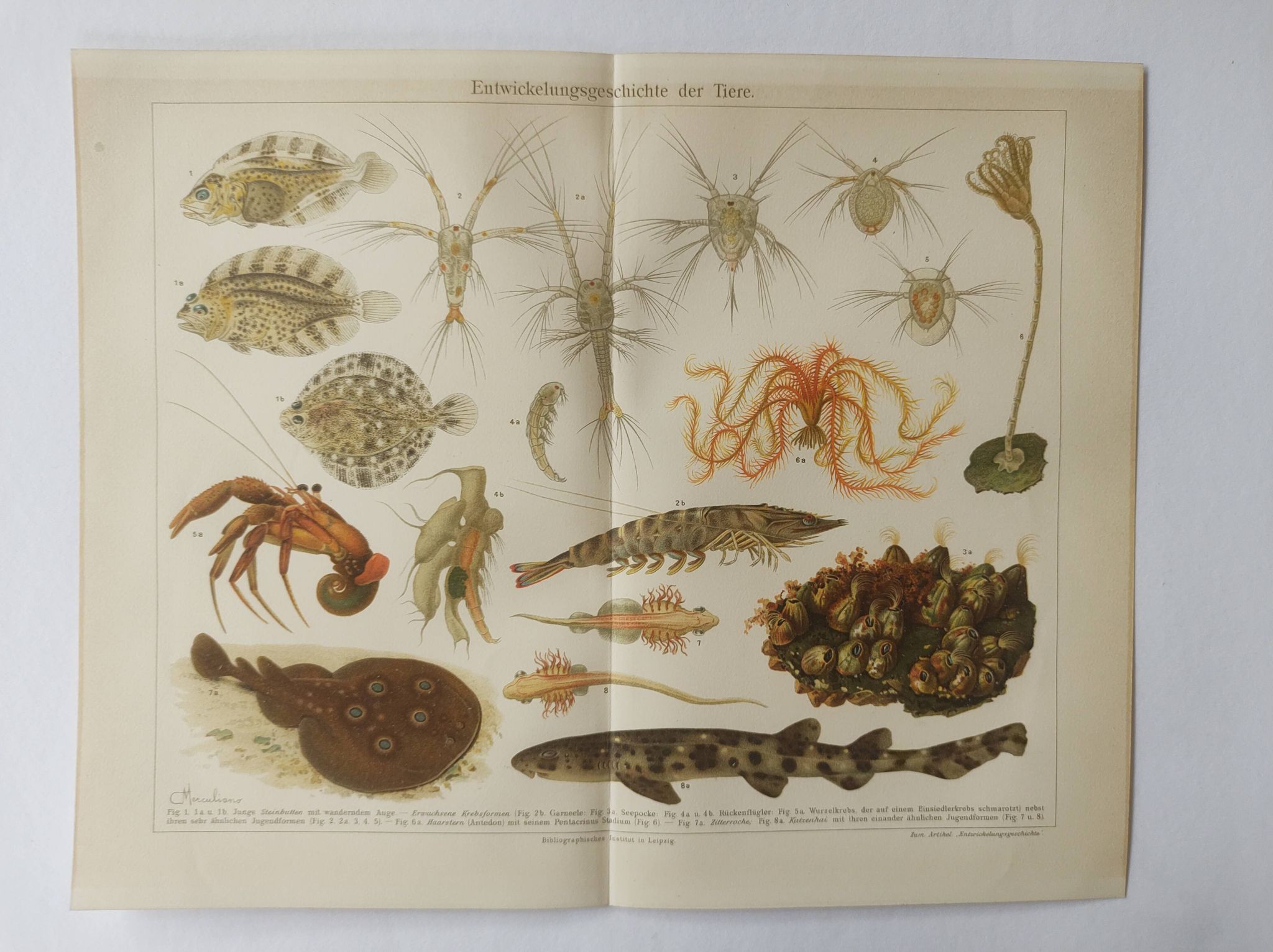 Lithographie ancienne 1909 - Animaux et évolution - planche zoologique
