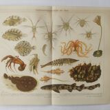 Lithographie ancienne 1909 - Animaux et évolution - planche zoologique