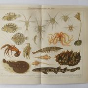 Lithographie ancienne 1909 - Animaux et évolution - planche zoologique