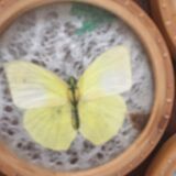 Six vintage butterfly coasters