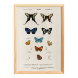 Poster about butterflies, based on an old engraving from 1849.