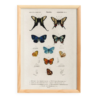 Poster about butterflies, based on an old engraving from 1849.