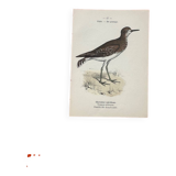 Botanical engraving birds double sided naturalist board