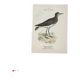 Gravure botanique oiseaux double face planche naturaliste
