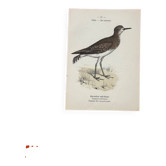 Gravure botanique oiseaux double face planche naturaliste