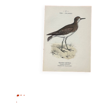 Gravure botanique oiseaux double face planche naturaliste