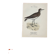 Gravure botanique oiseaux double face planche naturaliste
