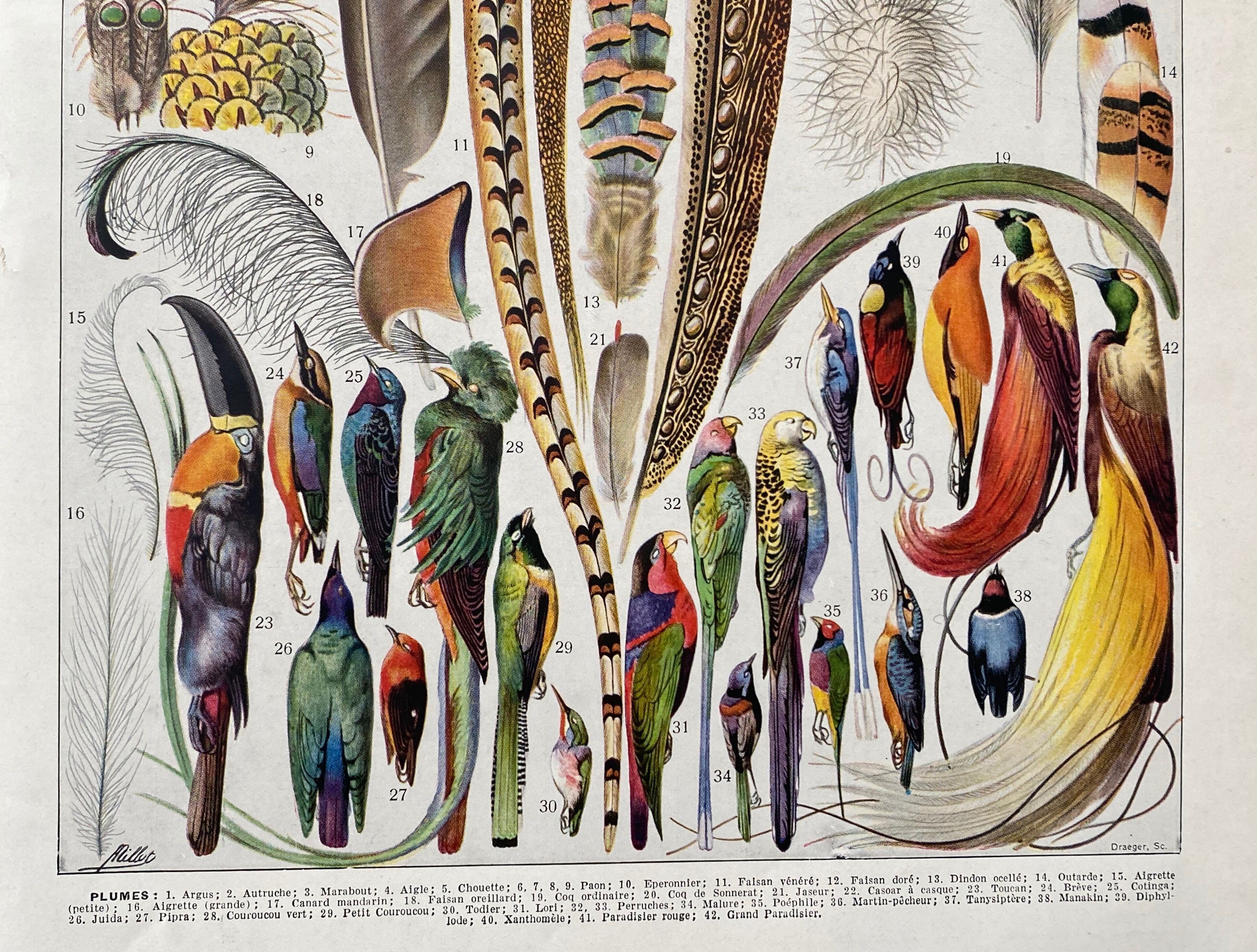 Illustration Millot "feathers"