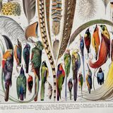 Illustration Millot "feathers"
