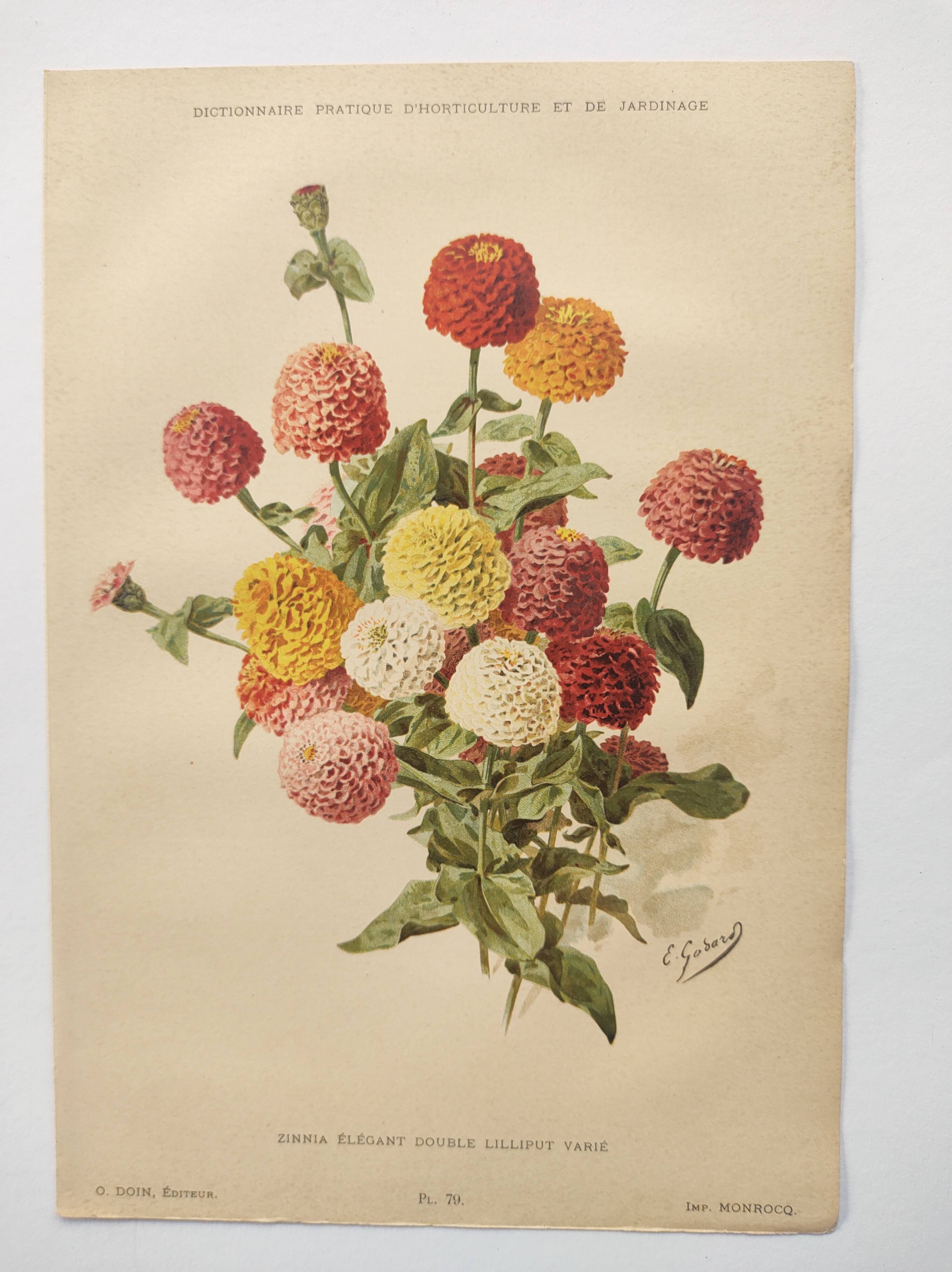 Botanical print from 1897 - Elegant Zinnia - vintage lithograph by Godard