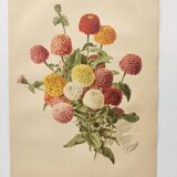 Botanical print from 1897 - Elegant Zinnia - vintage lithograph by Godard