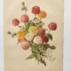 Botanical print from 1897 - Elegant Zinnia - vintage lithograph by Godard